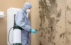 Professional Mold Removal Services in Newcastle, CA